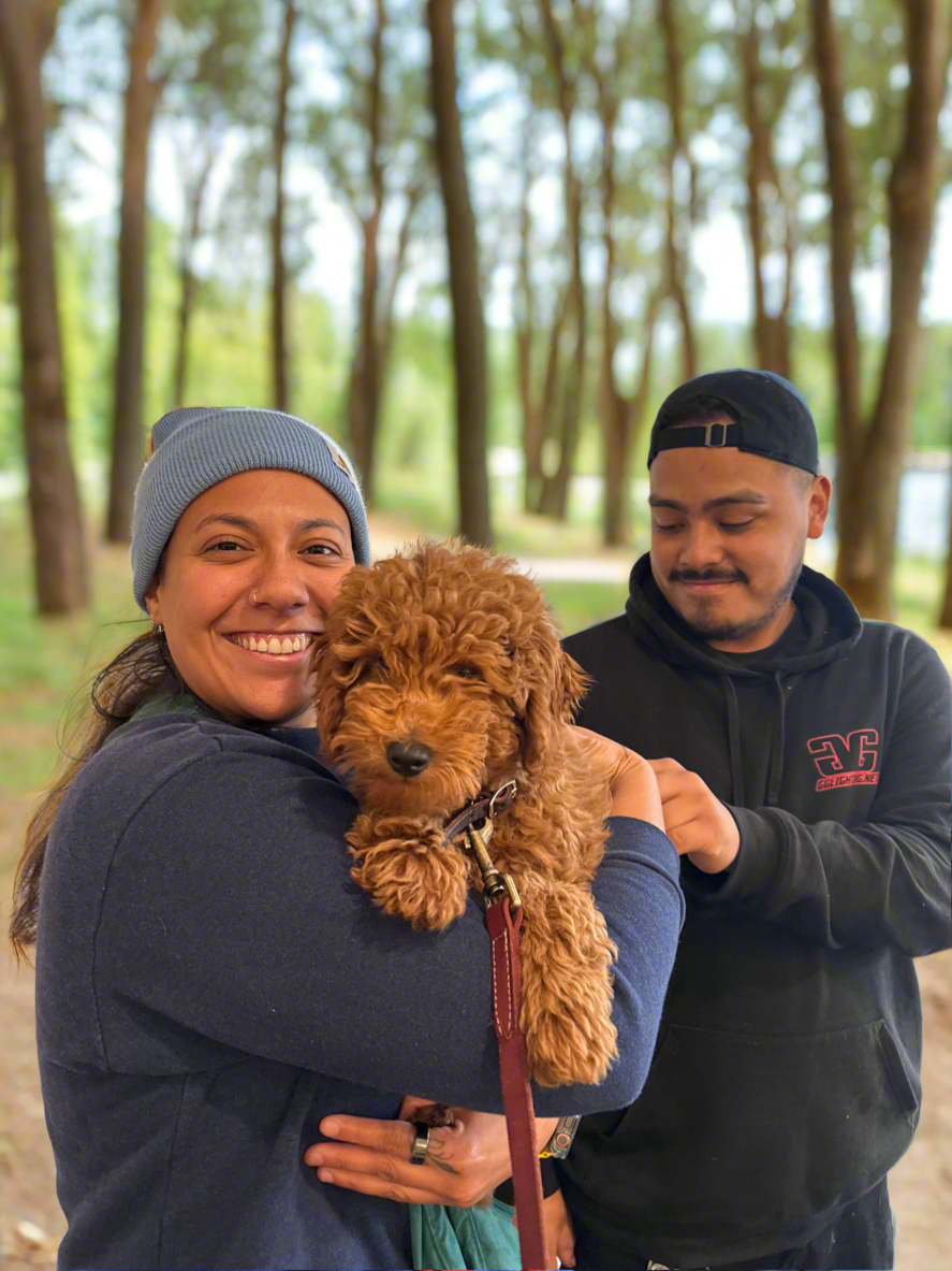 WarrenG β F1B Red Petite Goldendoodle | Future Stud Taking Reservations |