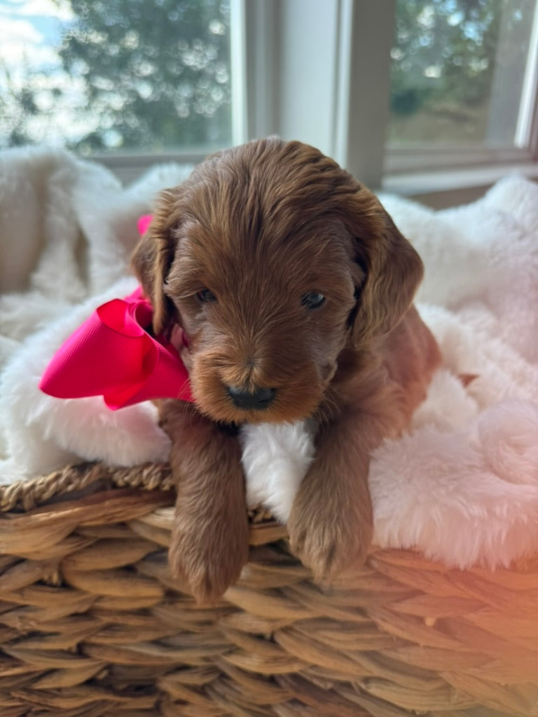 Coco – F1B Petite Goldendoodle | Confident & Cuddly | Red Wavy Coat | Ready After Aug 20