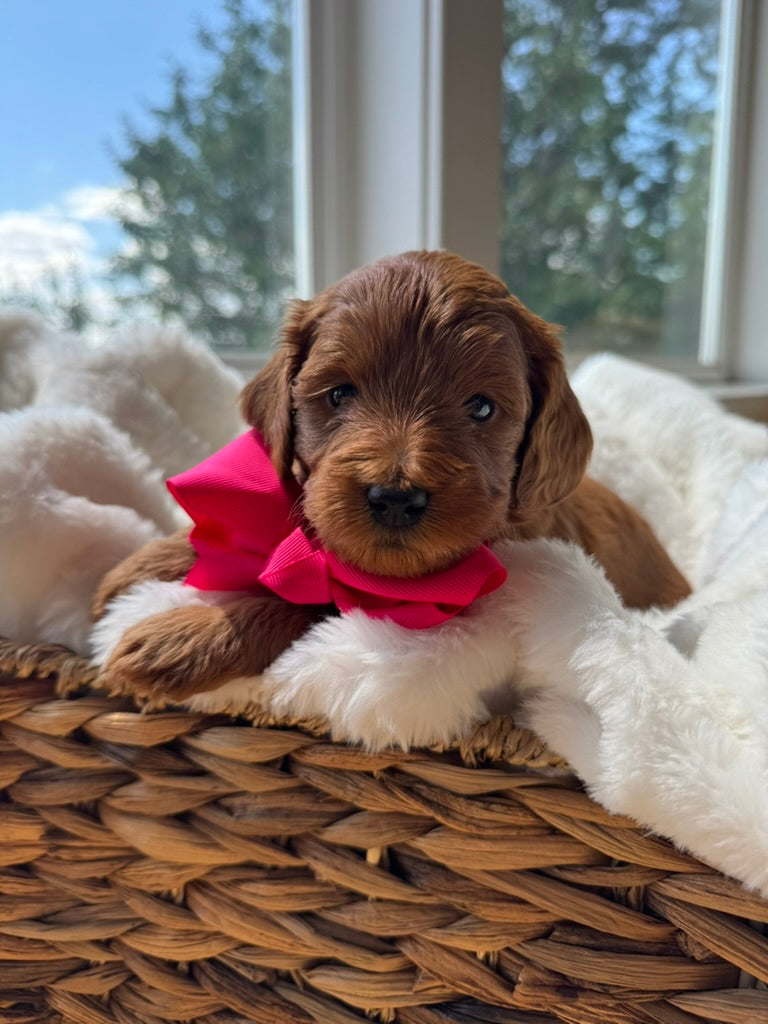 Coco – F1B Petite Goldendoodle | Confident & Cuddly | Red Wavy Coat | Ready After Aug 20