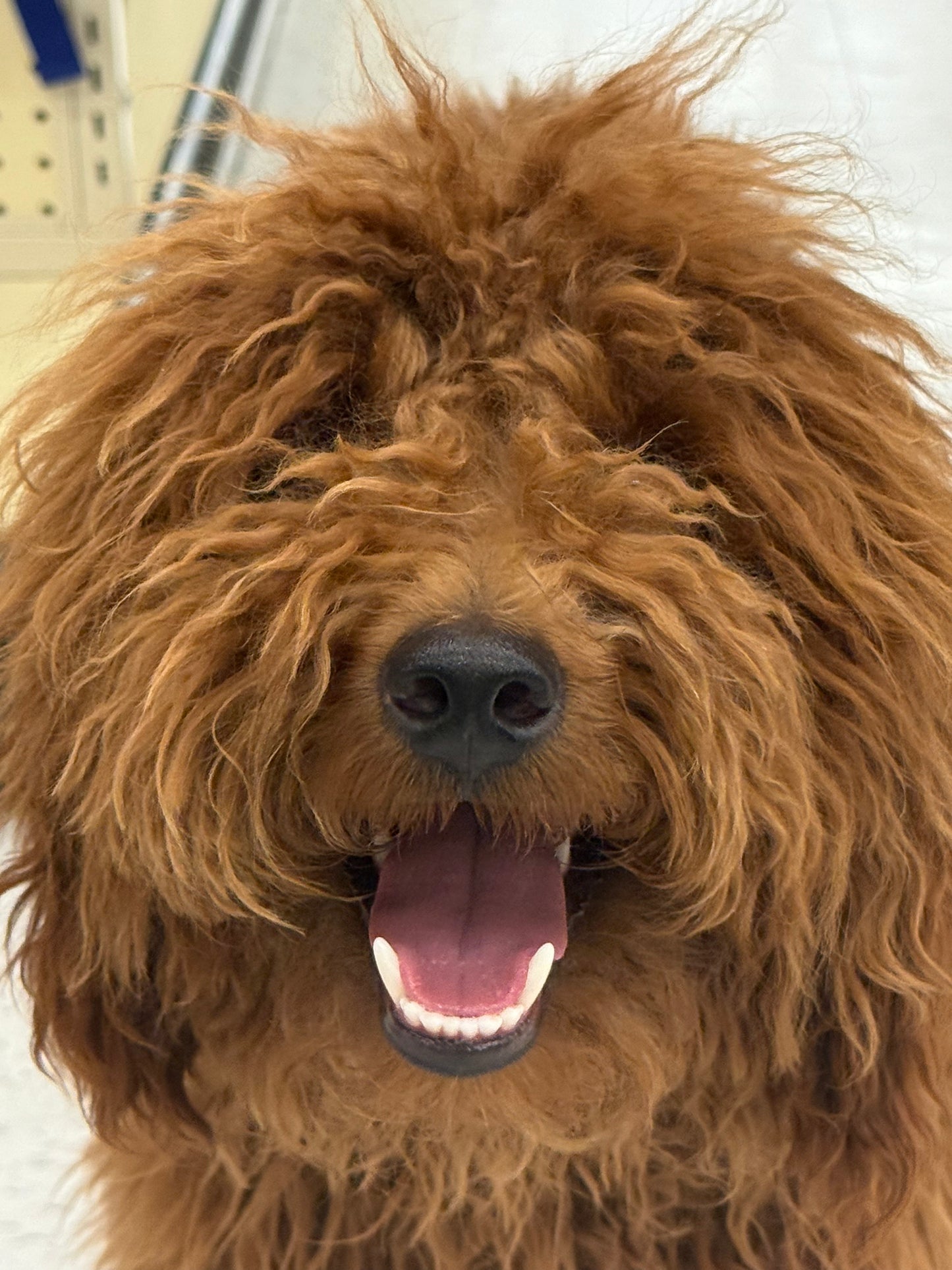 WarrenG β F1B Red Petite Goldendoodle | Future Stud Prospect | Ready Now!