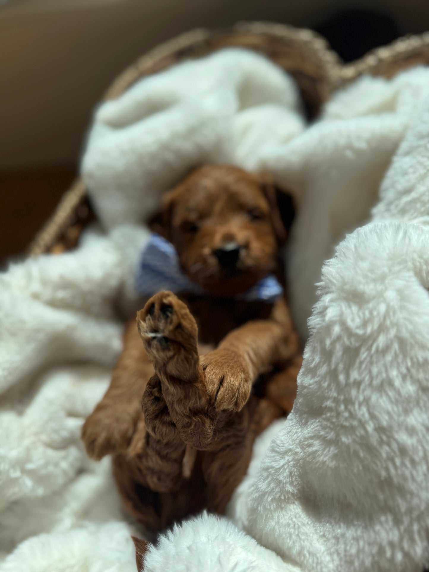 Legend – F1B Petite Goldendoodle | Gentle & Devoted | Red Wavy Coat | Ready After Aug 20
