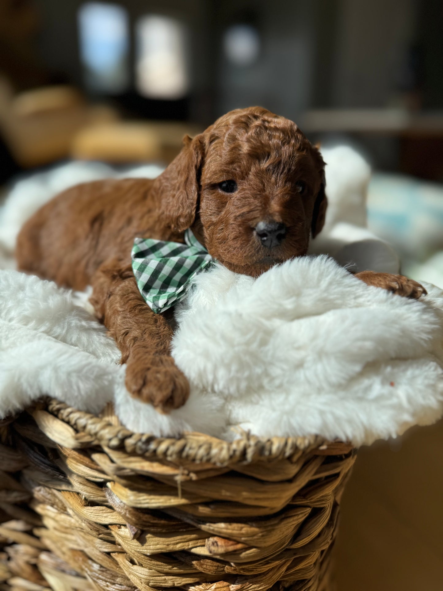 Leo – F1B Petite Goldendoodle | Bright, Loyal, & Loving | Red Wavy Coat | Ready After Aug 20