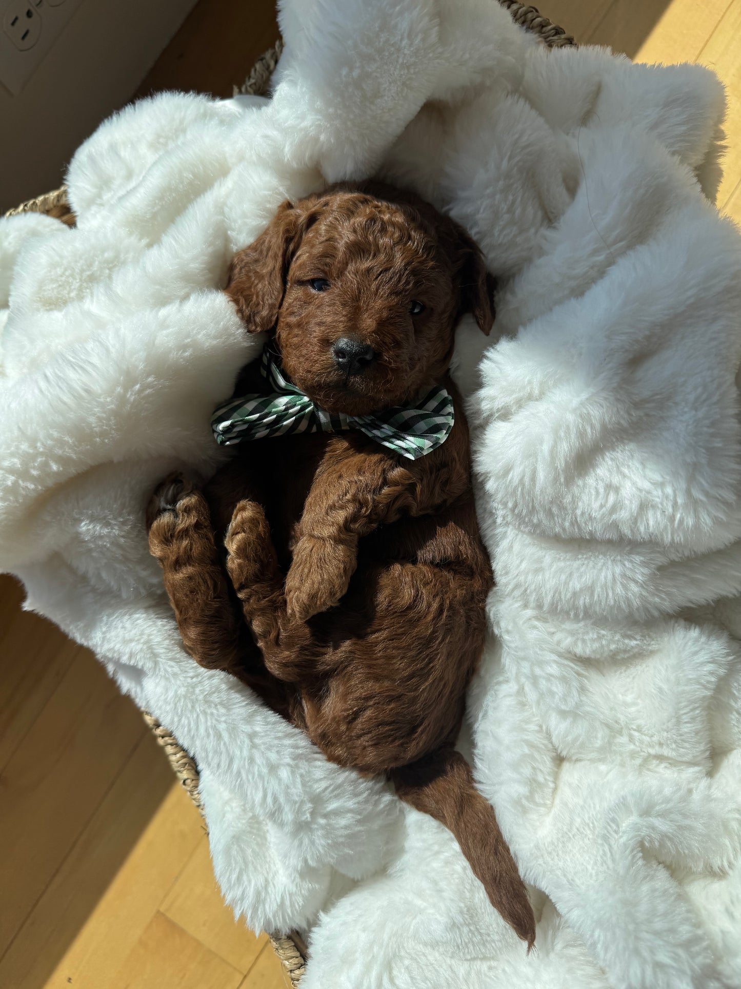 Leo – F1B Petite Goldendoodle | Bright, Loyal, & Loving | Red Wavy Coat | Ready After Aug 20