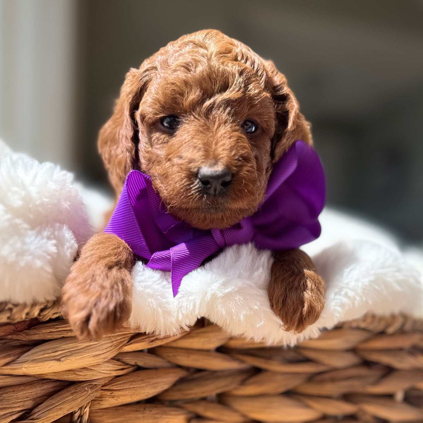 Lily – F1B Petite Goldendoodle | Smallest of the Litter | Sweet & Snuggly | Ready After Aug 20