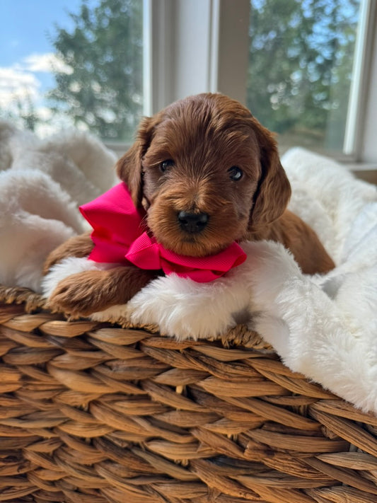Coco – F1B Petite Goldendoodle | Confident & Cuddly | Red Wavy Coat | Ready After Aug 20