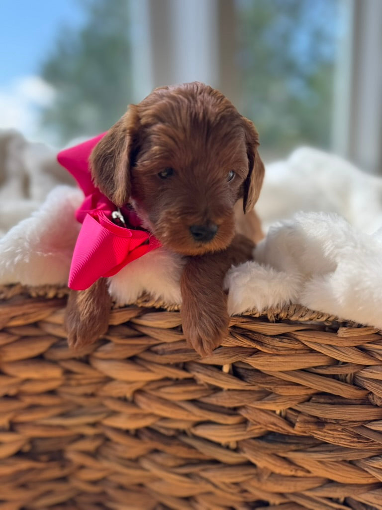 Coco – F1B Petite Goldendoodle | Confident & Cuddly | Red Wavy Coat | Ready After Aug 20
