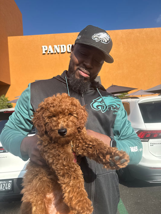 Sonny | F1B Red Petite Goldendoodle - Male