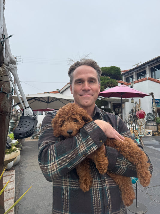 Lance | Future Stud | F1B Red Petite Goldendoodle&nbsp;