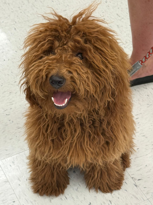 WarrenG – F1B Red Petite Goldendoodle | Future Stud Prospect | Ready Now!