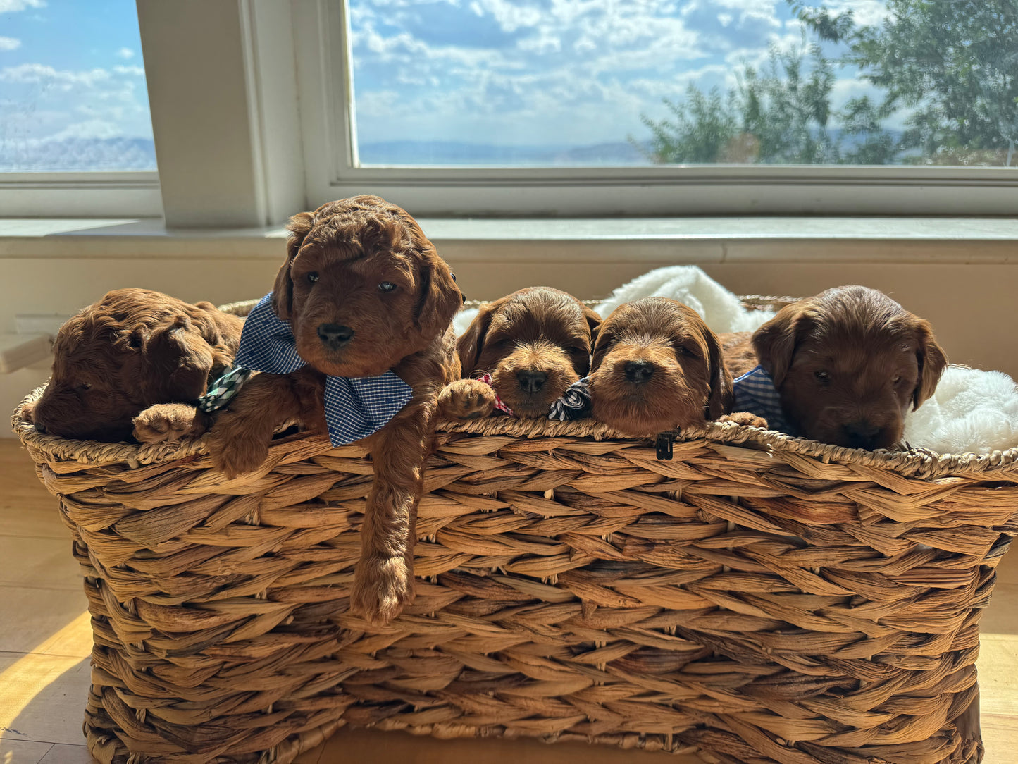 Legend – F1B Petite Goldendoodle | Gentle & Devoted | Red Wavy Coat | Ready After Aug 20
