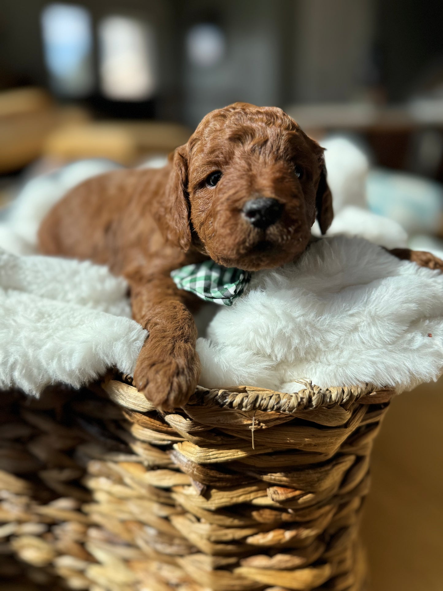 Leo – F1B Petite Goldendoodle | Bright, Loyal, & Loving | Red Wavy Coat | Ready After Aug 20