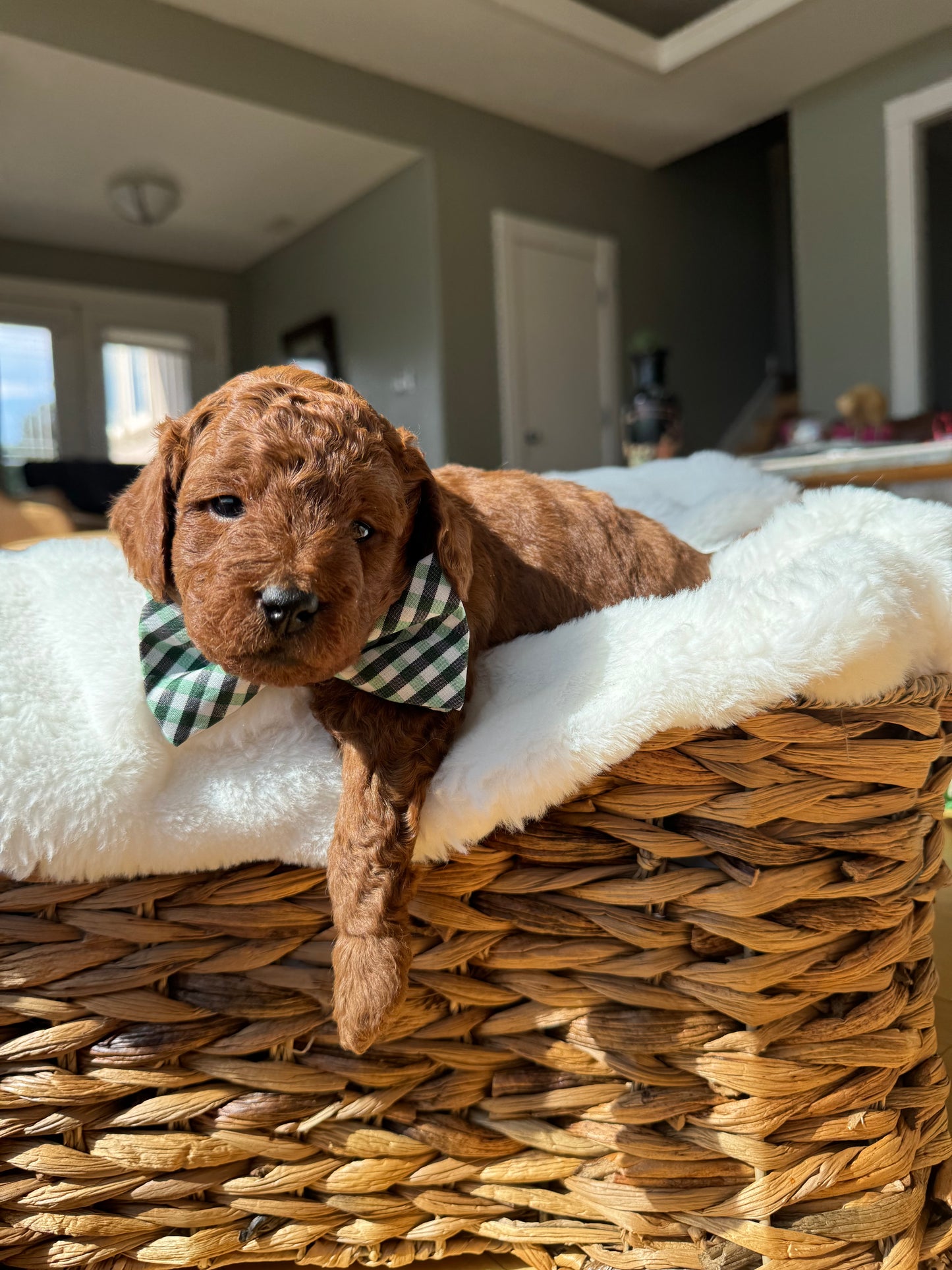 Leo – F1B Petite Goldendoodle | Bright, Loyal, & Loving | Red Wavy Coat | Ready After Aug 20