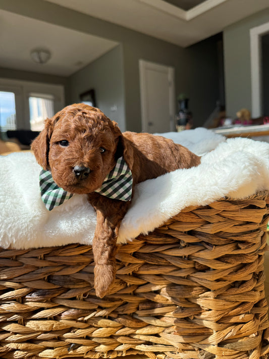 Leo – F1B Petite Goldendoodle | Bright, Loyal, & Loving | Red Wavy Coat | Ready After Aug 20