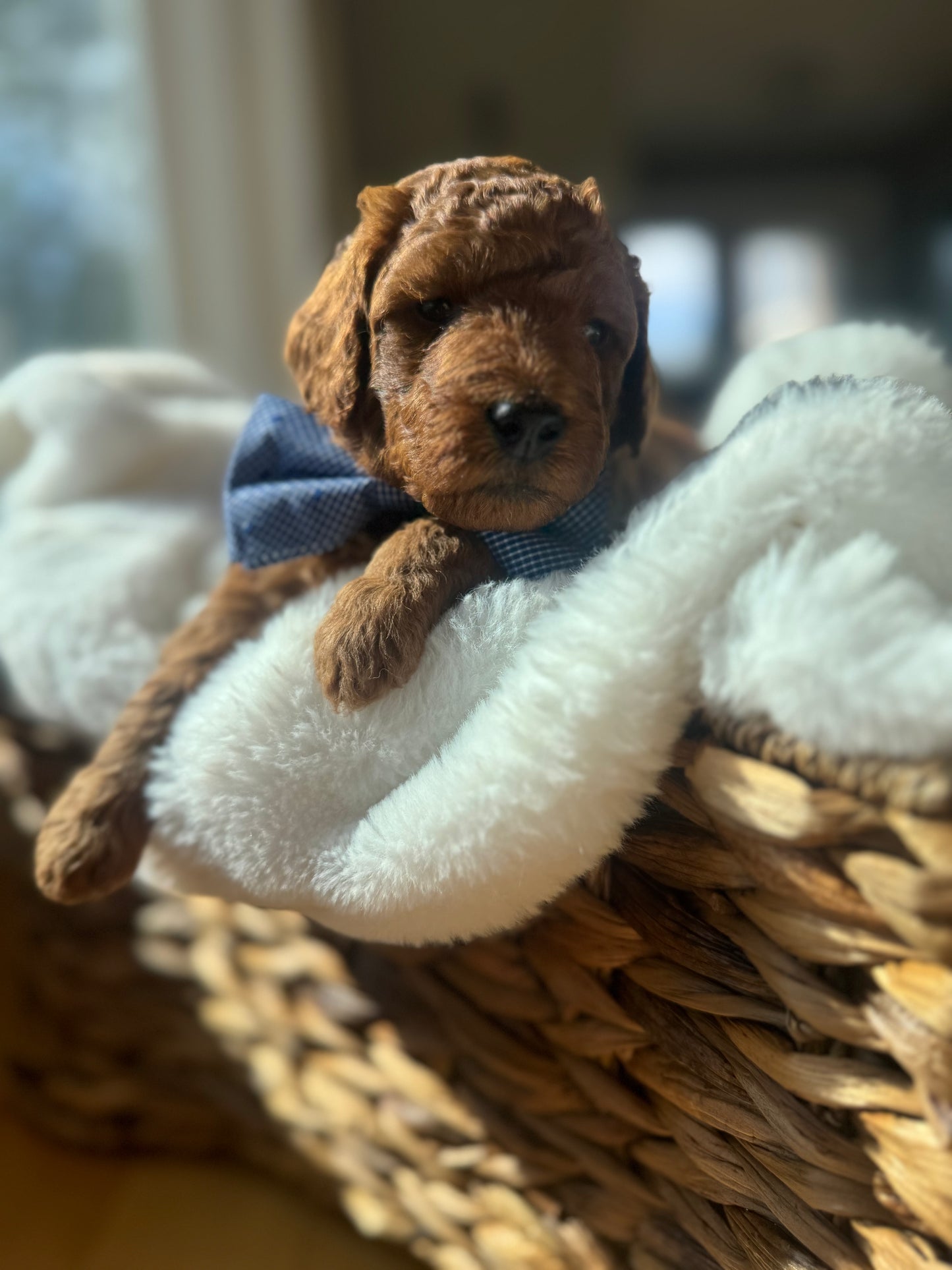 Legend – F1B Petite Goldendoodle | Gentle & Devoted | Red Wavy Coat | Ready After Aug 20