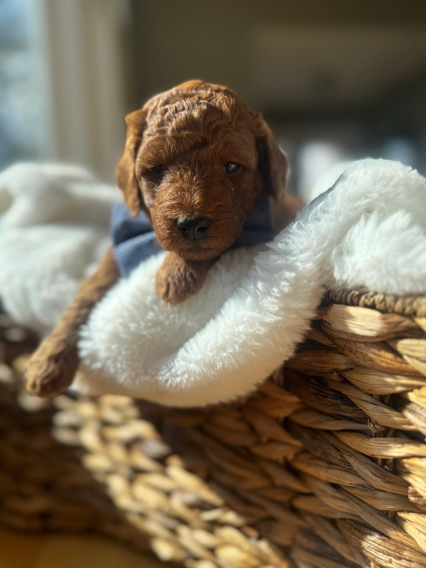 Legend – F1B Petite Goldendoodle | Gentle & Devoted | Red Wavy Coat | Ready After Aug 20