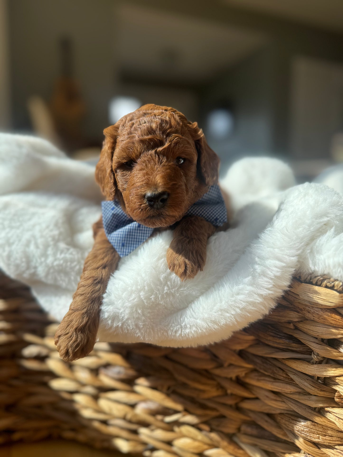 Legend – F1B Petite Goldendoodle | Gentle & Devoted | Red Wavy Coat | Ready After Aug 20
