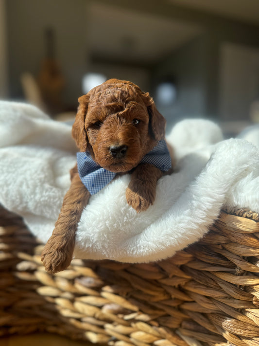 Legend – F1B Petite Goldendoodle | Gentle & Devoted | Red Wavy Coat | Ready After Aug 20