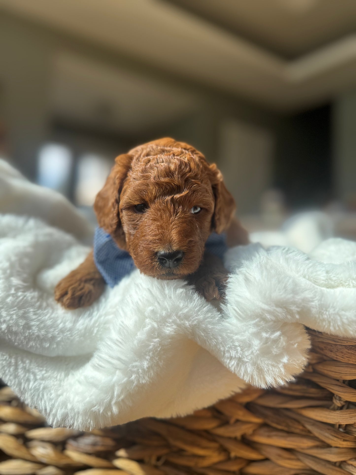 Legend – F1B Petite Goldendoodle | Gentle & Devoted | Red Wavy Coat | Ready After Aug 20