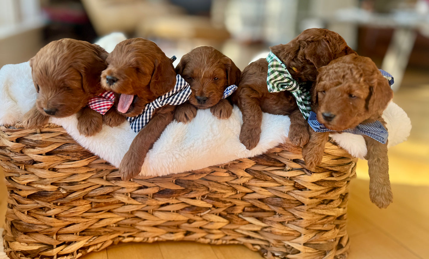 Leo – F1B Petite Goldendoodle | Bright, Loyal, & Loving | Red Wavy Coat | Ready After Aug 20
