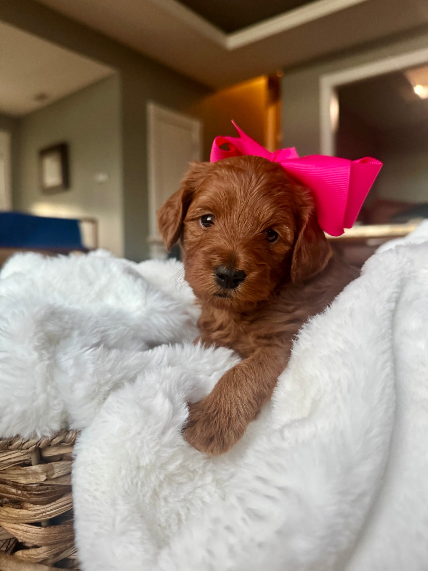 Coco – F1B Petite Goldendoodle | Confident & Cuddly | Red Wavy Coat | Ready After Aug 20
