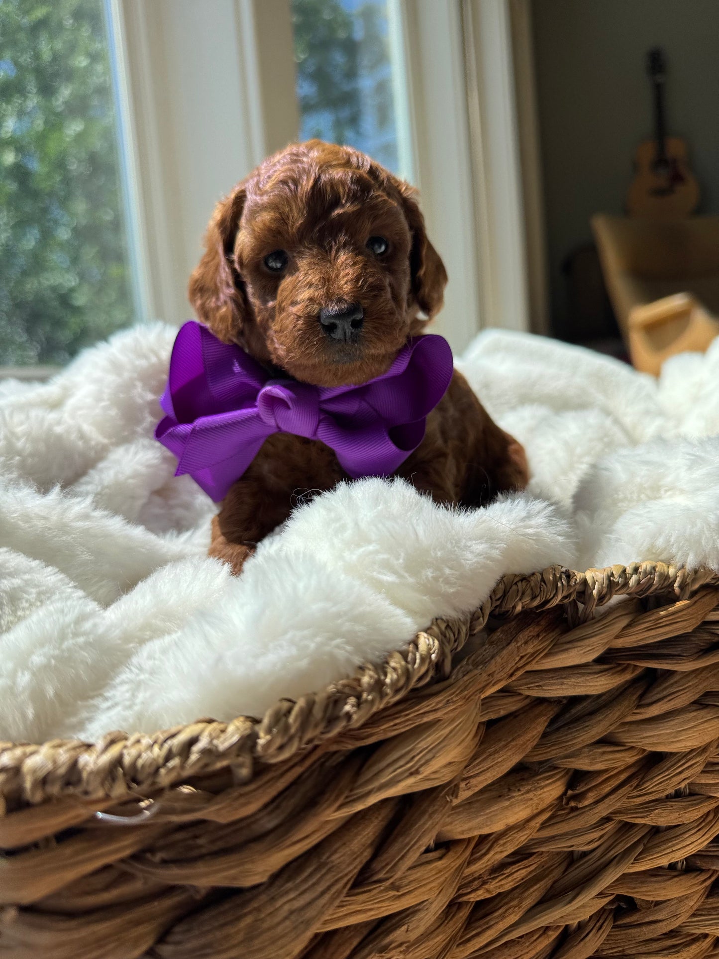 Lily – F1B Petite Goldendoodle | Smallest of the Litter | Sweet & Snuggly | Ready After Aug 20