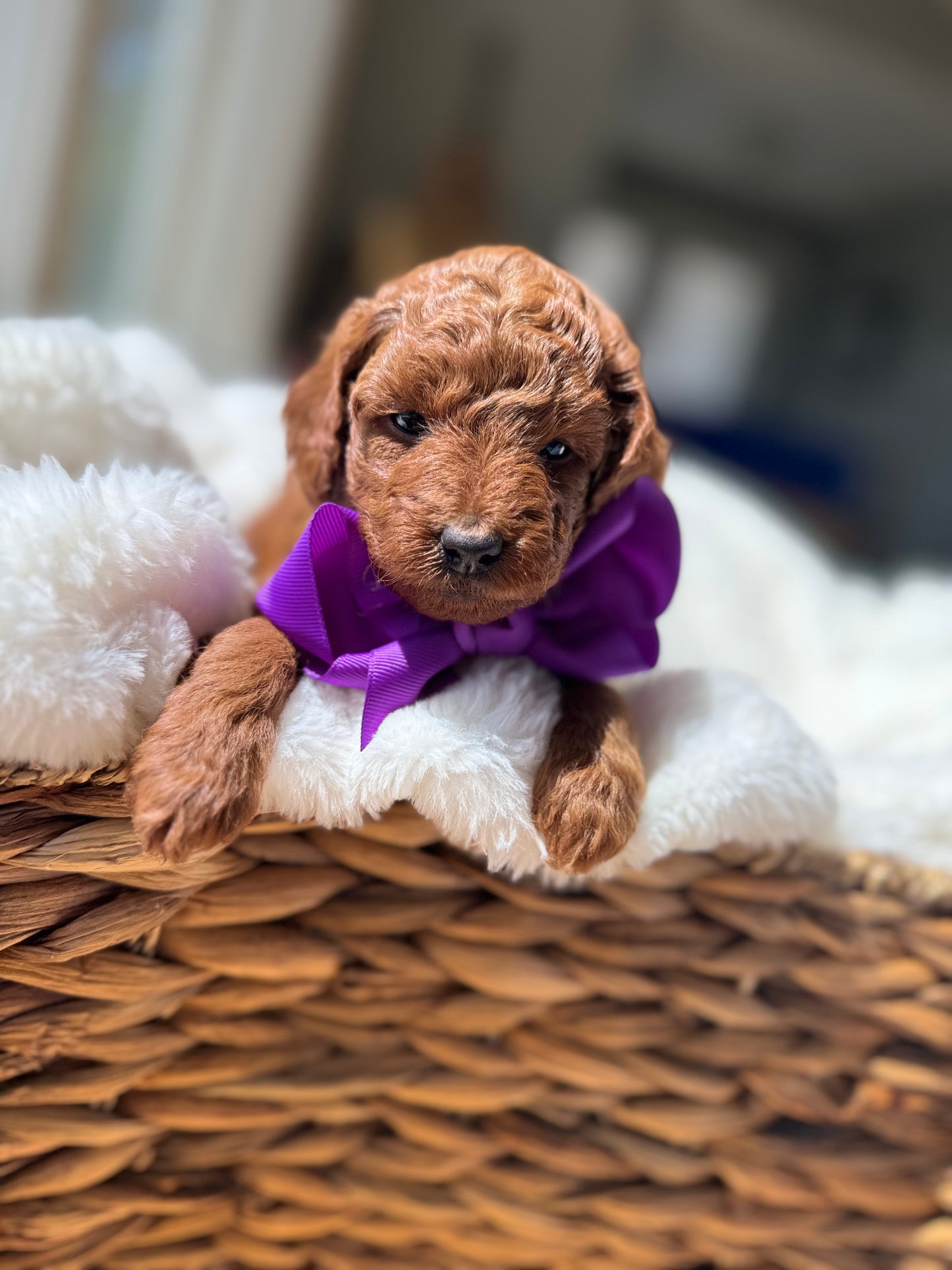 Lily – F1B Petite Goldendoodle | Smallest of the Litter | Sweet & Snuggly | Ready After Aug 20