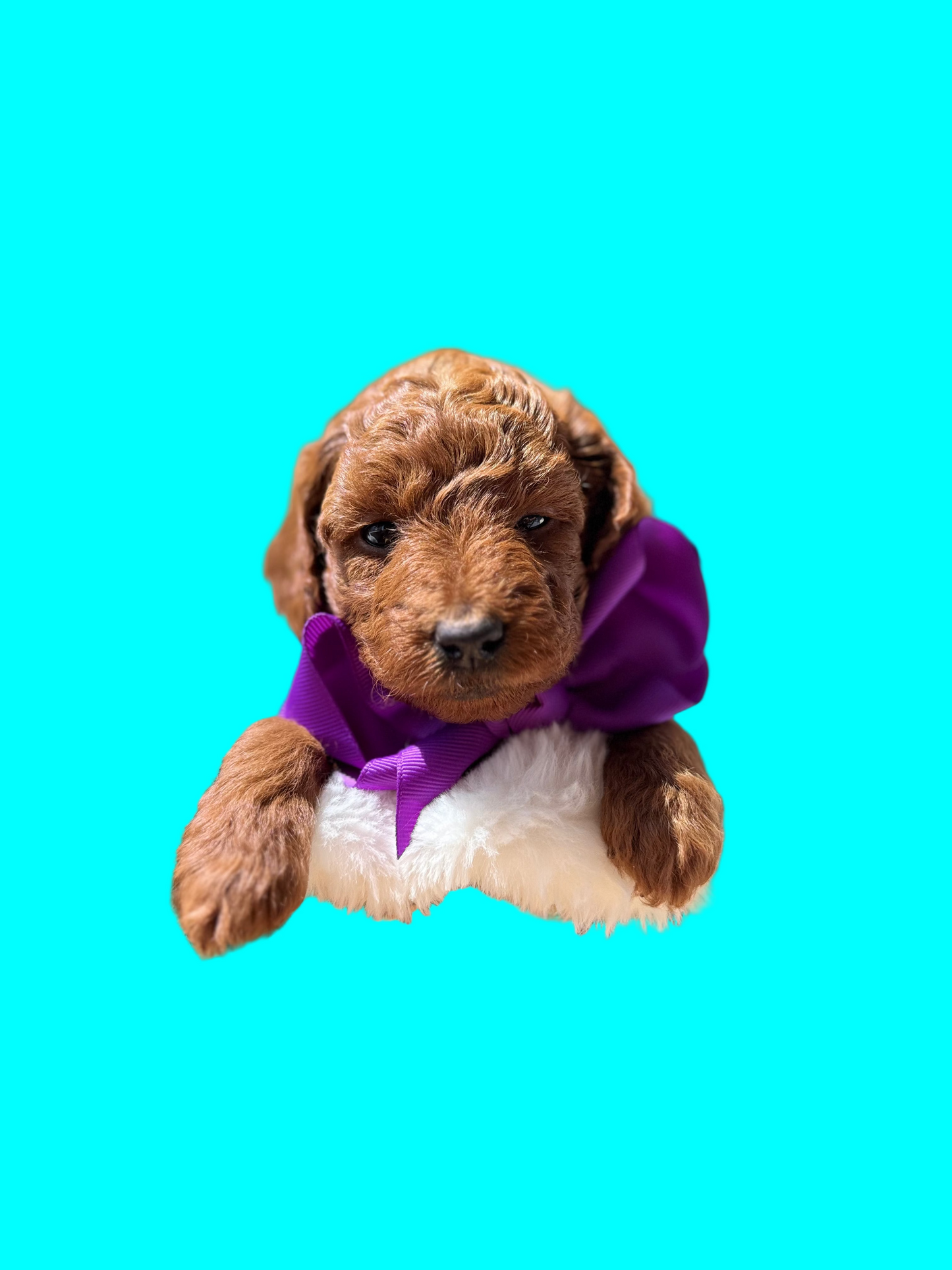 Lily – F1B Petite Goldendoodle | Smallest of the Litter | Sweet & Snuggly | Ready After Aug 20