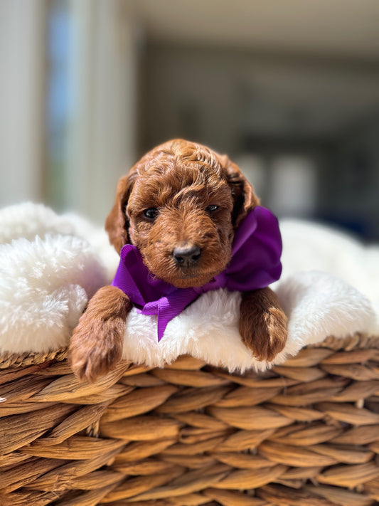 Lilly – F1B Petite Goldendoodle | Smallest of the Litter | Sweet & Snuggly | Ready After Aug 20