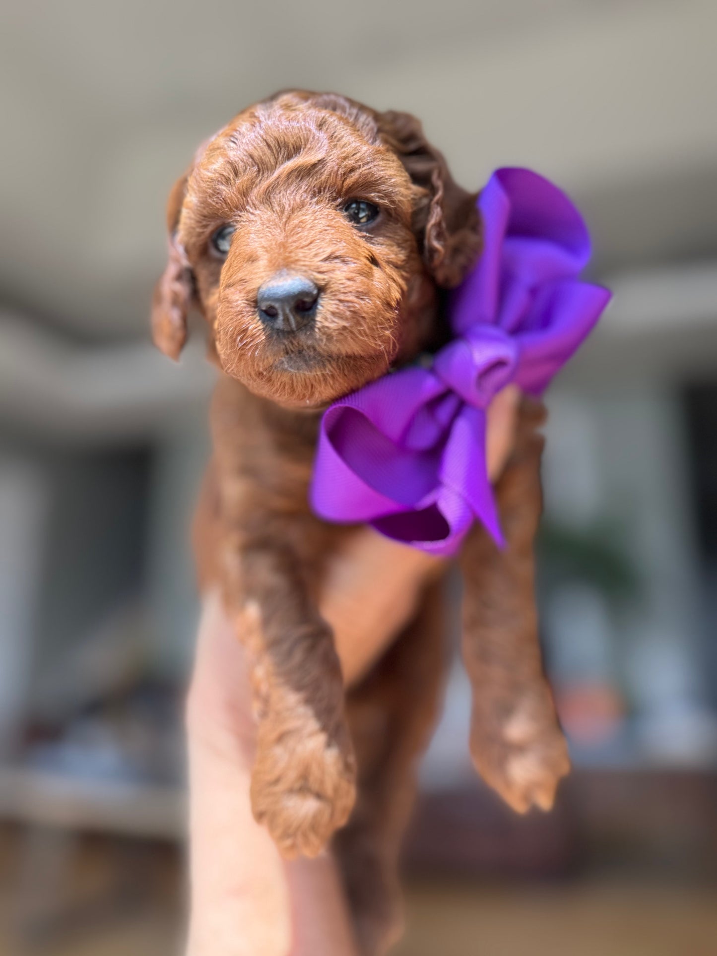 Lily – F1B Petite Goldendoodle | Smallest of the Litter | Sweet & Snuggly | Ready After Aug 20