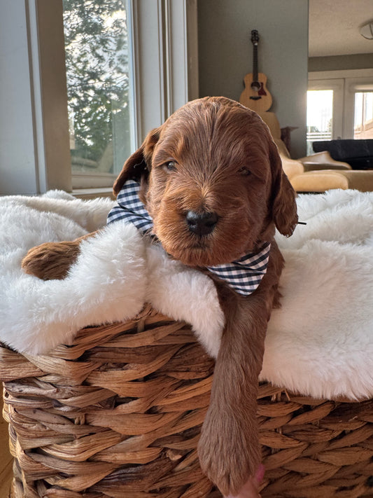 Sammy – F1B Petite Goldendoodle Puppy | Wavy Red Coat | Available After Aug 20, 2025